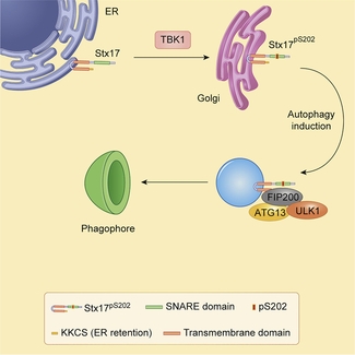 Graphical abstract of Phosphorylation of Syntaxin 17 by TBK1 Controls Autophagy Initiation