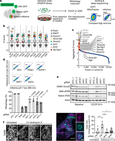 Multidimensional mitophagy screen reveals that ANT is required for mitophagy
