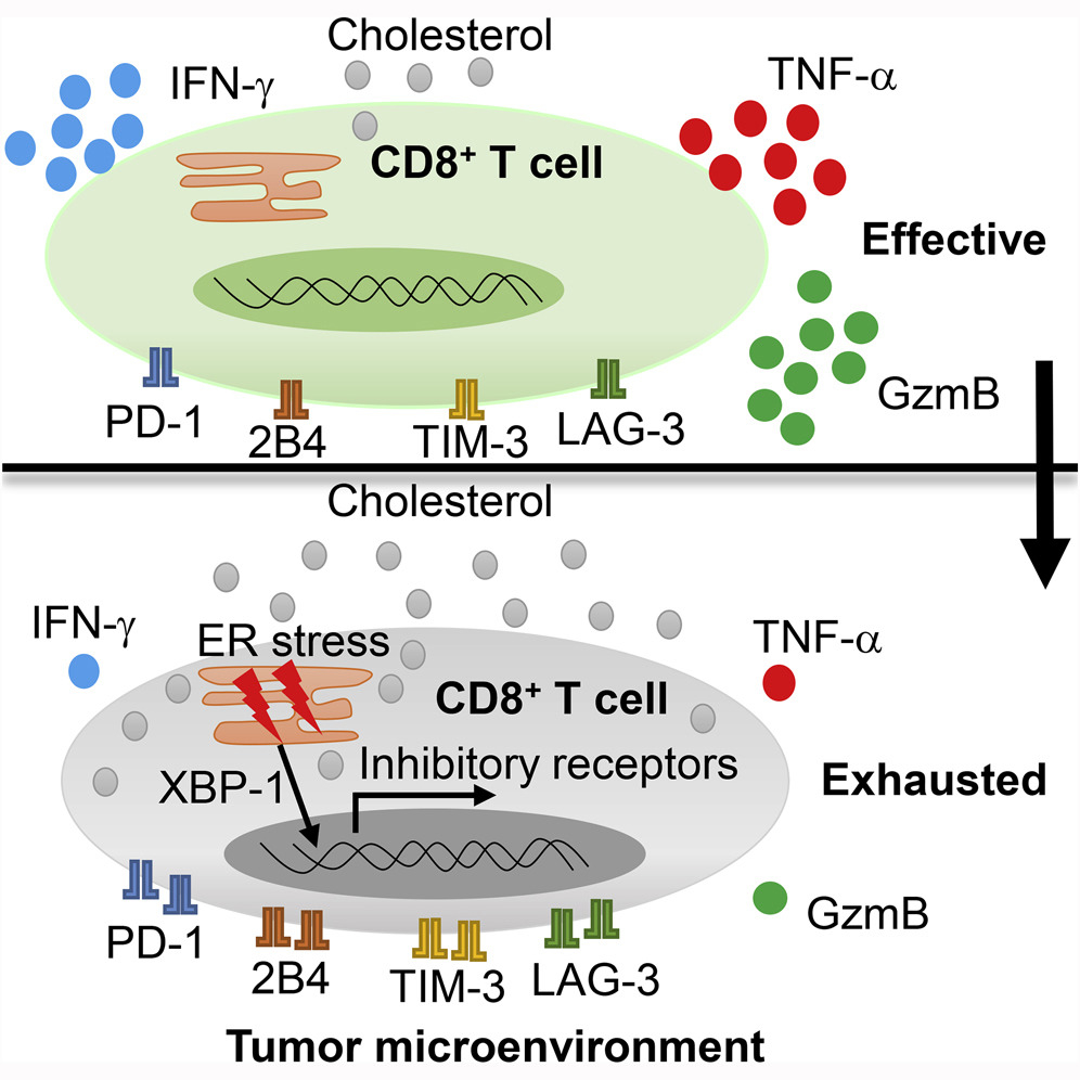 Cholesterol Induces CD8+ T Cell Exhaustion in the Tumor 