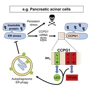CCPG1 Pathway