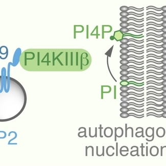 Graphical abstract ATG9A