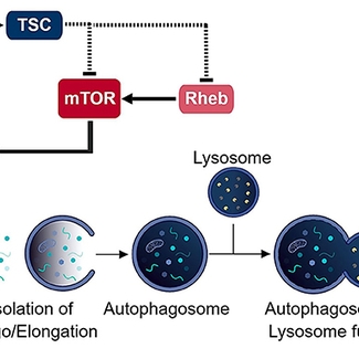 Schematic of the autophagic process