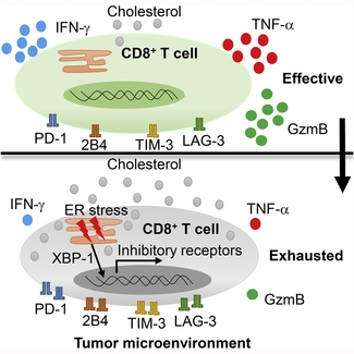Graphical abstract CD8+ T cell