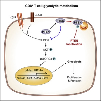 CD8 T Cell glycolytic metabolism