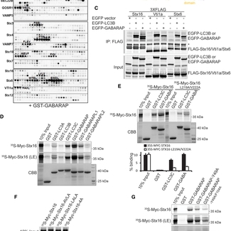 Many SNAREs bind mammalian Atg8 proteins