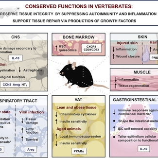 Conserved functions in vertebrates