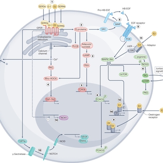 Cellular signalling pathways activated by ERα, ERβ and GPER