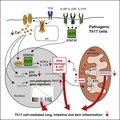 Graphical abstract of Pathogenic Th17 Cells