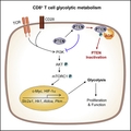 CD8 T Cell glycolytic metabolism