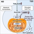 Fatty Acid Metabolites Combine with Reduced β Oxidation