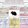 Conserved functions in vertebrates
