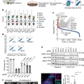 Multidimensional mitophagy screen reveals that ANT is required for mitophagy